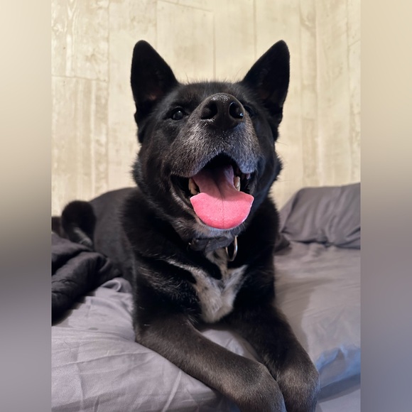 The Birch Branch Flyer - Picture 4 of 10